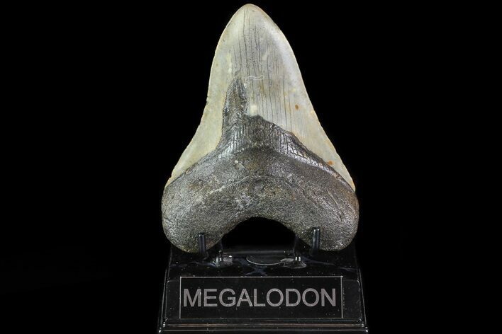 Fossil Megalodon Tooth - North Carolina #82914